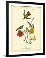 Mango Hummingbird-John James Audubon-Framed Art Print