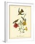 Mango Hummingbird-John James Audubon-Framed Art Print