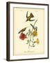 Mango Hummingbird-John James Audubon-Framed Art Print