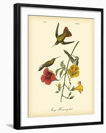 Mango Hummingbird-John James Audubon-Framed Art Print