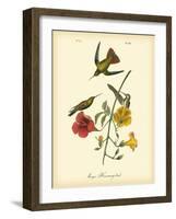 Mango Hummingbird-John James Audubon-Framed Art Print