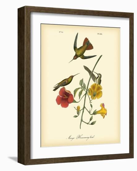 Mango Hummingbird-John James Audubon-Framed Art Print