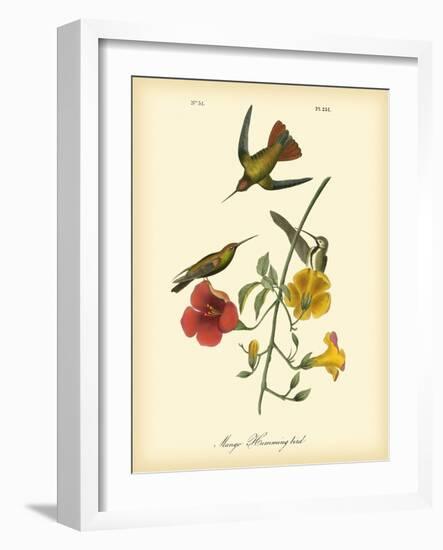 Mango Hummingbird-John James Audubon-Framed Art Print