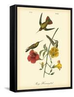 Mango Hummingbird-John James Audubon-Framed Stretched Canvas