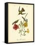 Mango Hummingbird-John James Audubon-Framed Stretched Canvas