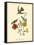 Mango Hummingbird-John James Audubon-Framed Stretched Canvas