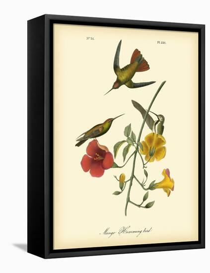 Mango Hummingbird-John James Audubon-Framed Stretched Canvas