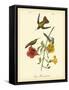 Mango Hummingbird-John James Audubon-Framed Stretched Canvas