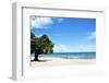 Mango Tree on the Beach on a Sunny Day, Chintheche Beach, Lake Malawi, Africa-Yolanda387-Framed Photographic Print