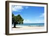 Mango Tree on the Beach on a Sunny Day, Chintheche Beach, Lake Malawi, Africa-Yolanda387-Framed Photographic Print