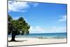 Mango Tree on the Beach on a Sunny Day, Chintheche Beach, Lake Malawi, Africa-Yolanda387-Mounted Photographic Print