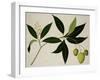 Mango Tree-null-Framed Giclee Print