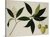 Mango Tree-null-Stretched Canvas