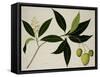 Mango Tree-null-Framed Stretched Canvas