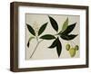 Mango Tree-null-Framed Giclee Print