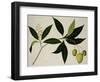 Mango Tree-null-Framed Giclee Print