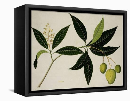 Mango Tree-null-Framed Stretched Canvas