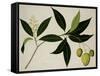 Mango Tree-null-Framed Stretched Canvas