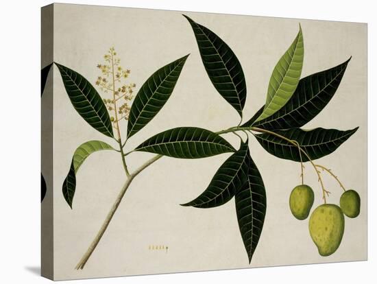 Mango Tree-null-Stretched Canvas