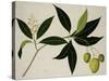 Mango Tree-null-Stretched Canvas