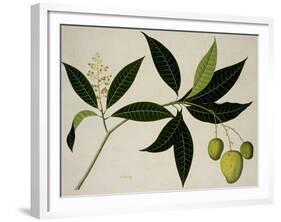 Mango Tree-null-Framed Giclee Print