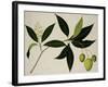 Mango Tree-null-Framed Giclee Print