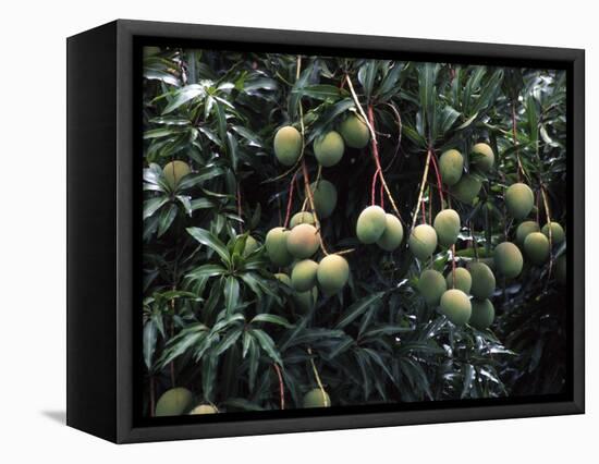 Mangoes, Fiji-David Wall-Framed Stretched Canvas