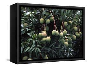 Mangoes, Fiji-David Wall-Framed Stretched Canvas
