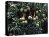 Mangoes, Fiji-David Wall-Stretched Canvas