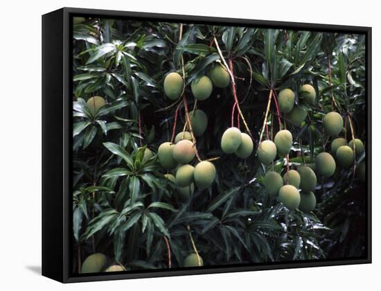 Mangoes, Fiji-David Wall-Framed Stretched Canvas
