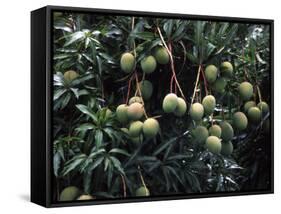 Mangoes, Fiji-David Wall-Framed Stretched Canvas