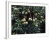 Mangoes, Fiji-David Wall-Framed Photographic Print