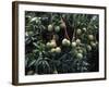 Mangoes, Fiji-David Wall-Framed Photographic Print