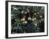 Mangoes, Fiji-David Wall-Framed Photographic Print