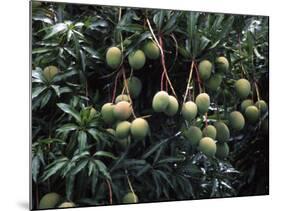 Mangoes, Fiji-David Wall-Mounted Photographic Print