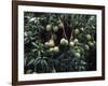 Mangoes, Fiji-David Wall-Framed Photographic Print