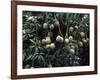 Mangoes, Fiji-David Wall-Framed Photographic Print