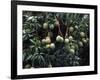 Mangoes, Fiji-David Wall-Framed Photographic Print