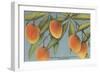Mangoes, Ft. Myers, Florida-null-Framed Art Print