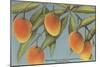 Mangoes, Ft. Myers, Florida-null-Mounted Art Print