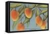 Mangoes, Ft. Myers, Florida-null-Framed Stretched Canvas