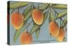 Mangoes, Ft. Myers, Florida-null-Stretched Canvas