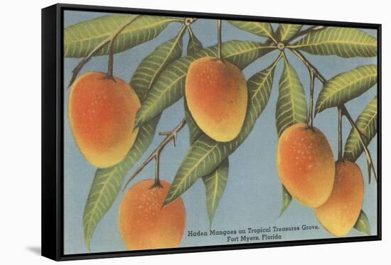 Mangoes, Ft. Myers, Florida-null-Framed Stretched Canvas