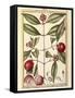 Mangosteen (Garcinia Mangostana), Watercolour by Delahaye, 1789-null-Framed Stretched Canvas