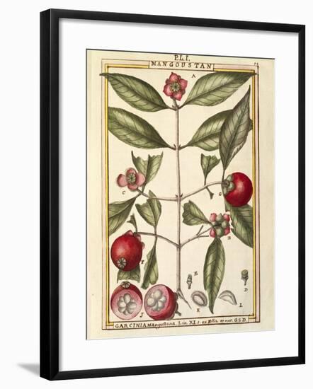 Mangosteen (Garcinia Mangostana), Watercolour by Delahaye, 1789-null-Framed Giclee Print