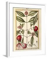 Mangosteen (Garcinia Mangostana), Watercolour by Delahaye, 1789-null-Framed Giclee Print