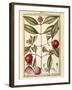 Mangosteen (Garcinia Mangostana), Watercolour by Delahaye, 1789-null-Framed Giclee Print