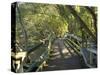 Mangrove Boardwalk, Botanic Gardens, Brisbane, Queensland, Australia-David Wall-Stretched Canvas