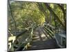 Mangrove Boardwalk, Botanic Gardens, Brisbane, Queensland, Australia-David Wall-Mounted Photographic Print