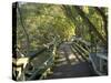 Mangrove Boardwalk, City Botanic Gardens, Brisbane, Queensland, Australia-David Wall-Stretched Canvas